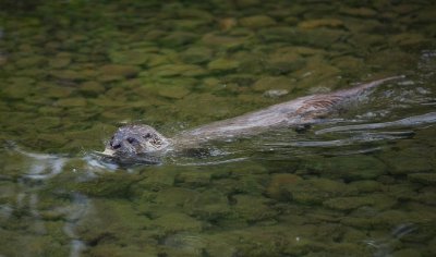 2008-06-28 Isle Royale Day 2 (3d2) Otter (Lutra lutra) at Merritt Island RAYsmall.jpg